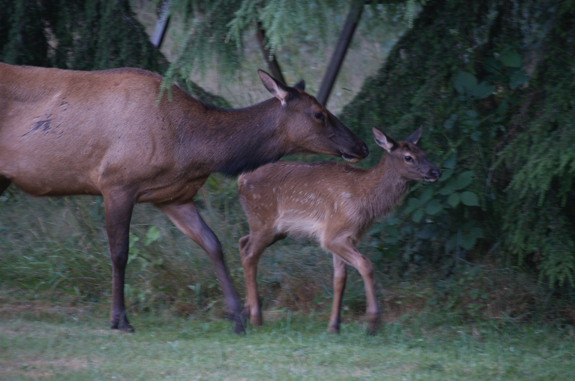 Two Elk, a Cow and a Calf